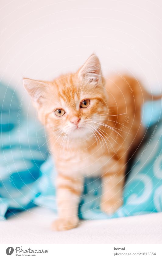 Gizmo (III) - I know I'm the prettiest cat on this bed Häusliches Leben Wohnung Schlafzimmer Bettdecke Tier Haustier Katze Tiergesicht Fell Pfote 1 Tierjunges