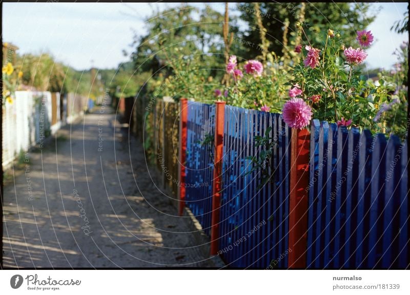 Schrebers Road Farbfoto Morgen Lifestyle Freizeit & Hobby Basteln heimwerken Sommer Häusliches Leben Garten Dekoration & Verzierung Umwelt Natur Pflanze