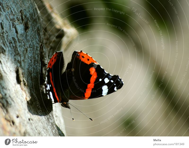 Abschied vom Sommer Farbfoto mehrfarbig Außenaufnahme Tag Licht Schatten Schwache Tiefenschärfe Totale Umwelt Natur Tier Baum Baumstamm Baumrinde Park