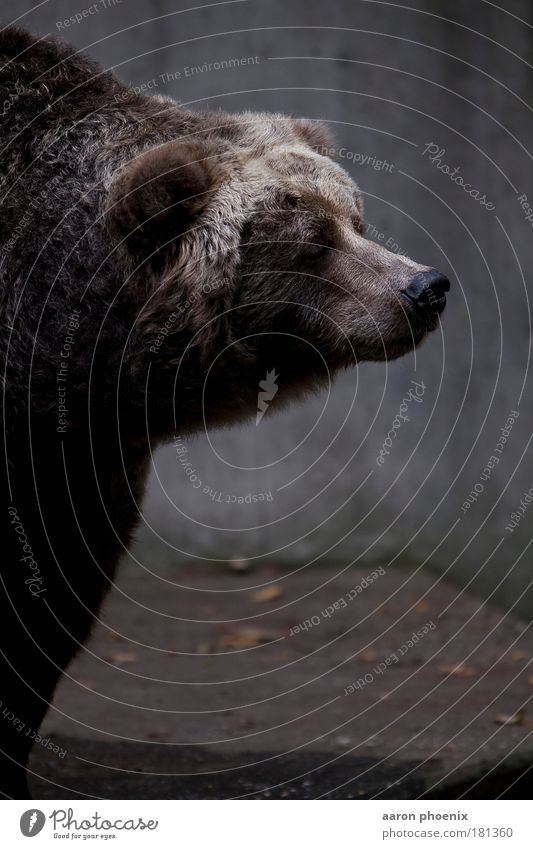 schnuppern Farbfoto Gedeckte Farben Außenaufnahme Detailaufnahme Menschenleer Textfreiraum unten Hintergrund neutral Tag Licht Schatten Tierporträt Oberkörper