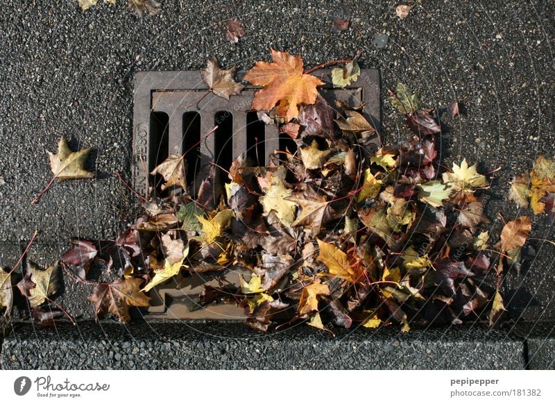 Herbst-Verstopfungen Natur Blatt Park Straßenverkehr Autofahren Beton Stahl Linie verblüht dehydrieren nass braun grau Umwelt Vergänglichkeit Gully Bürgersteig