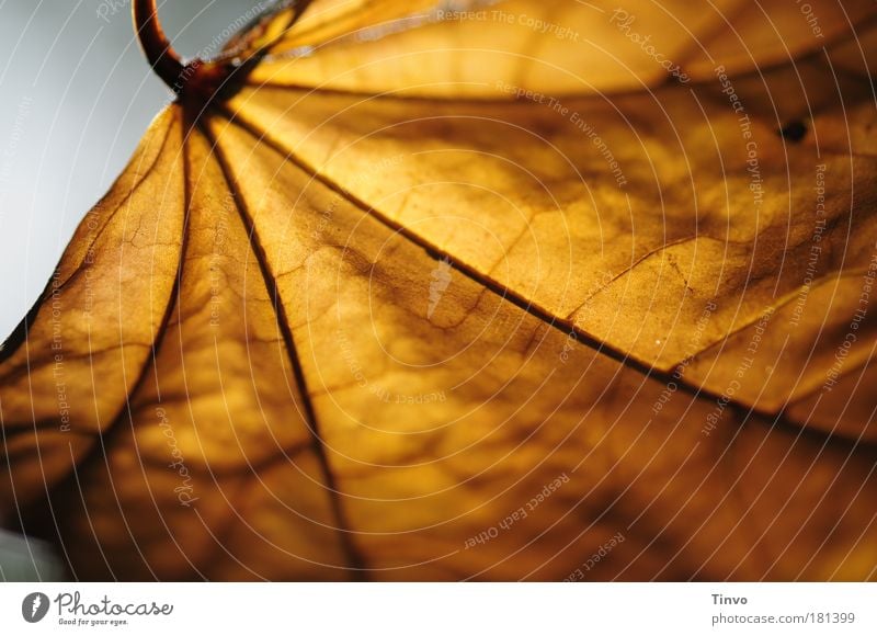 Herbst ist schön! Natur Blatt Wärme Zufriedenheit Optimismus ruhig Einsamkeit einzigartig Idylle Zukunft vertrocknet verzweigt Gefäße Jahreszeiten