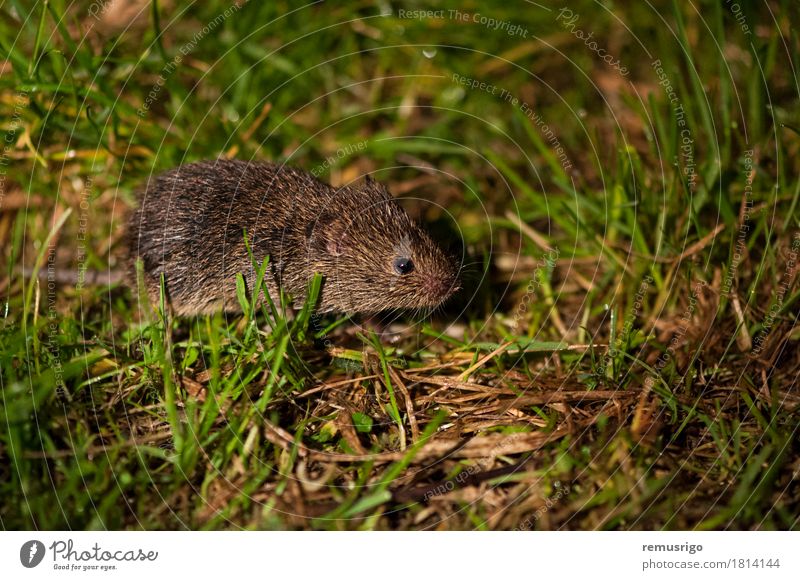 Feldmaus Natur Tier Nutztier 1 klein niedlich braun grün Nagetiere Säugetier seltsam Farbfoto Nahaufnahme Menschenleer Nacht Kunstlicht haarig Fell Maus Auge