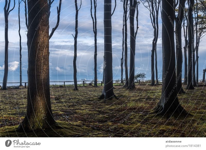 gespensterwald Natur Landschaft Wald Ostsee Zufriedenheit achtsam Wachsamkeit Vorsicht Gelassenheit geduldig ruhig Farbfoto Außenaufnahme Menschenleer Tag