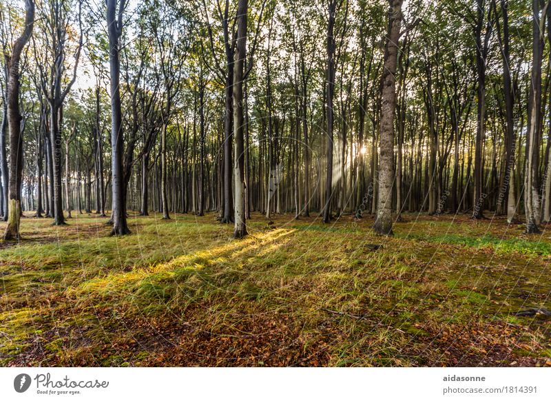 gespensterwald Natur Landschaft Schönes Wetter Wald Ostsee Freude Zufriedenheit Lebensfreude achtsam Freundlichkeit Verlässlichkeit Gelassenheit ruhig Farbfoto