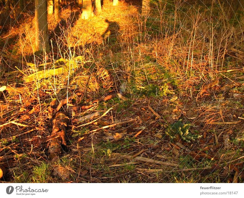 Der Schatten des Mountain-Bikers Mountainbike Sonnenuntergang Wald