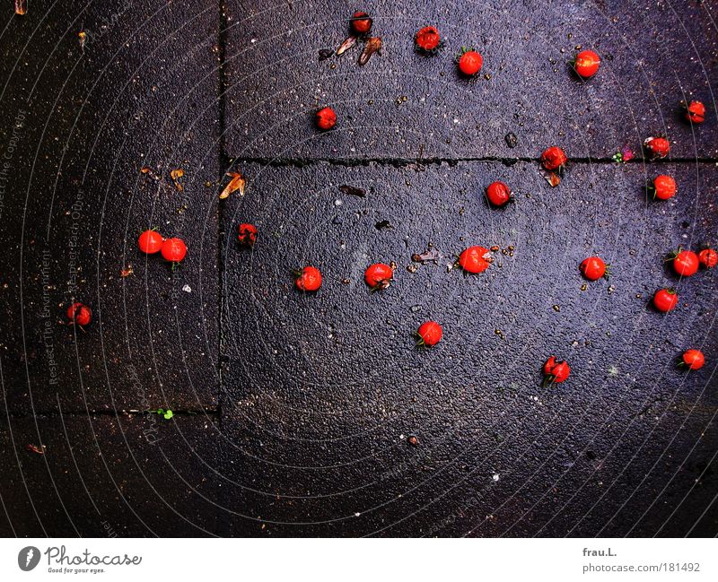 Tomaten Farbfoto Außenaufnahme Textfreiraum unten Tag Lebensmittel Gemüse Ernährung Bioprodukte Herbst schlechtes Wetter Regen Pflanze Balkon fallen leuchten