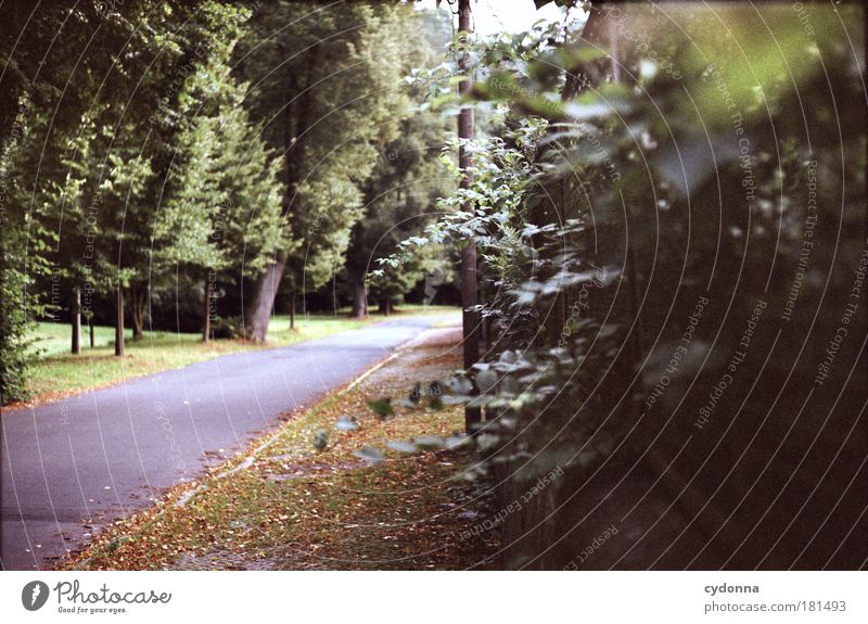 Blätter rauschen Farbfoto Außenaufnahme Menschenleer Textfreiraum rechts Tag Licht Schatten Kontrast Schwache Tiefenschärfe Zentralperspektive Umwelt Natur