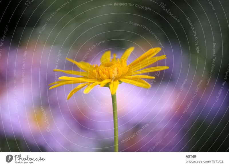 Blümchen Farbfoto Starke Tiefenschärfe harmonisch Wohlgefühl Sinnesorgane Erholung ruhig Sommer Valentinstag Umwelt Pflanze Frühling Blume Blüte Grünpflanze