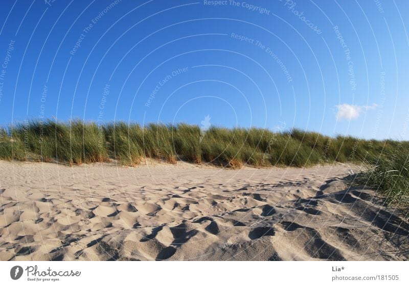 dünen idylle Ferien & Urlaub & Reisen Strand Landschaft Sand Himmel Wetter Schönes Wetter Stranddüne Erholung Nordsee Dünengras Wege & Pfade Farbfoto