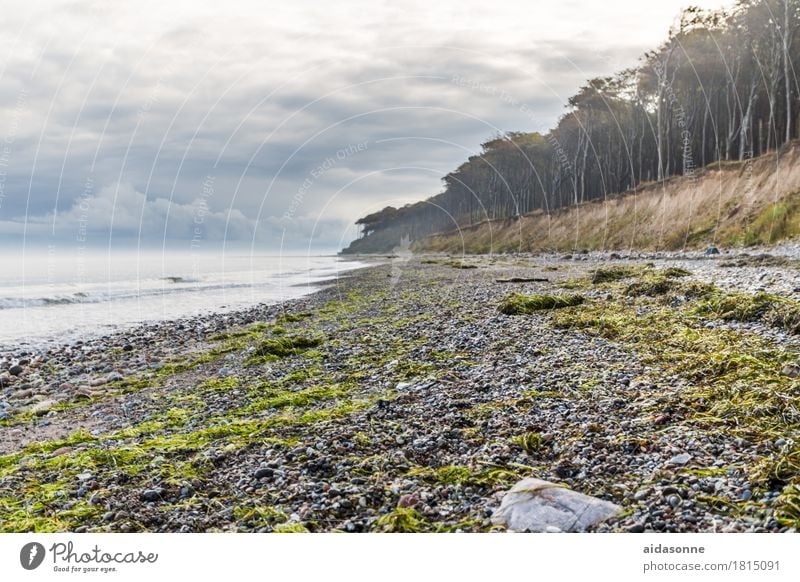 ostseestrand Landschaft Wolken Herbst Unwetter Wald Ostsee Zufriedenheit achtsam Vorsicht Gelassenheit geduldig ruhig Farbfoto Außenaufnahme Menschenleer Tag