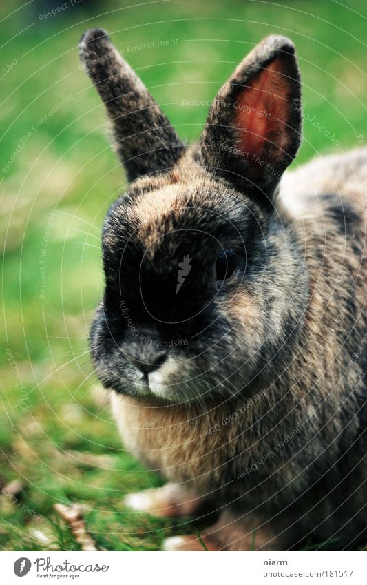 Ostern kommt bestimmt Farbfoto Außenaufnahme Nahaufnahme Detailaufnahme Tag Tierporträt Blick Blick in die Kamera Blick nach vorn Haustier Streichelzoo Hase 1