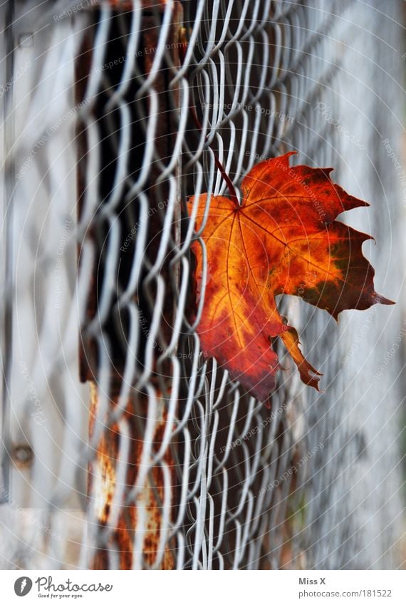 Herbstblatt Farbfoto mehrfarbig Außenaufnahme Detailaufnahme Makroaufnahme Menschenleer Textfreiraum links Textfreiraum oben Textfreiraum unten Tag