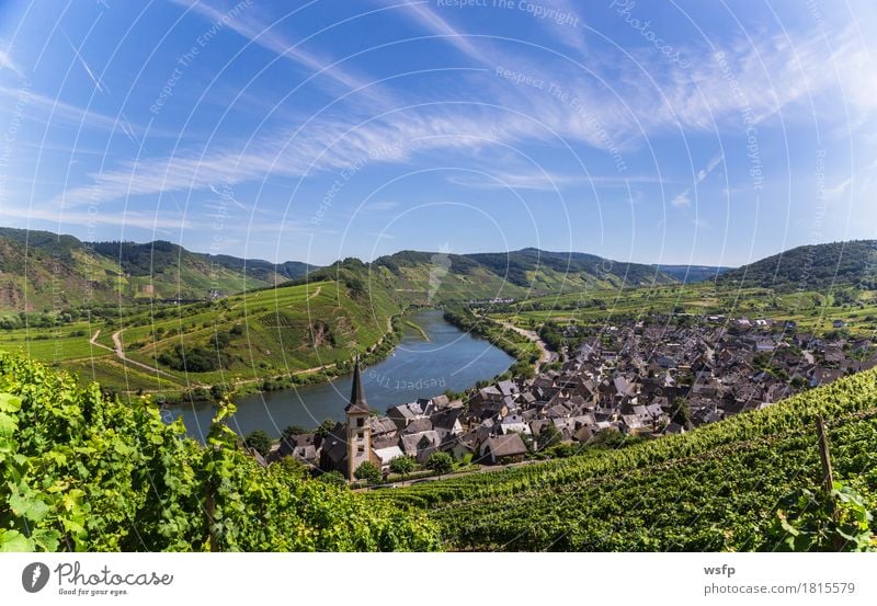 Blick auf Bremm an der Mosel mit Moselschleife Sommer Fluss Idylle Moseltal bremm calmont mosel moselschleife Weintrauben Eifel Rheinland-Pfalz Weinbau Weinberg