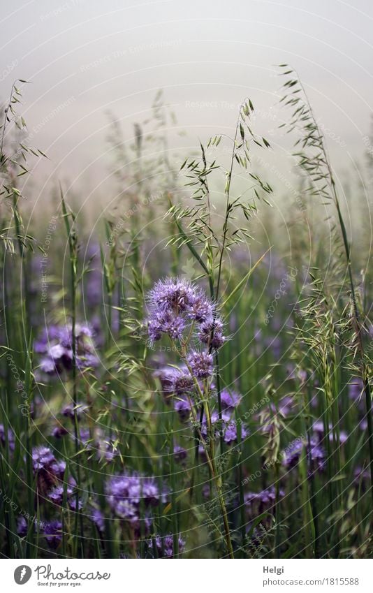 Herbst-Blumenwiese... Umwelt Natur Pflanze Nebel Blüte Grünpflanze Nutzpflanze Bienenweide Feld Blühend stehen Wachstum ästhetisch außergewöhnlich schön