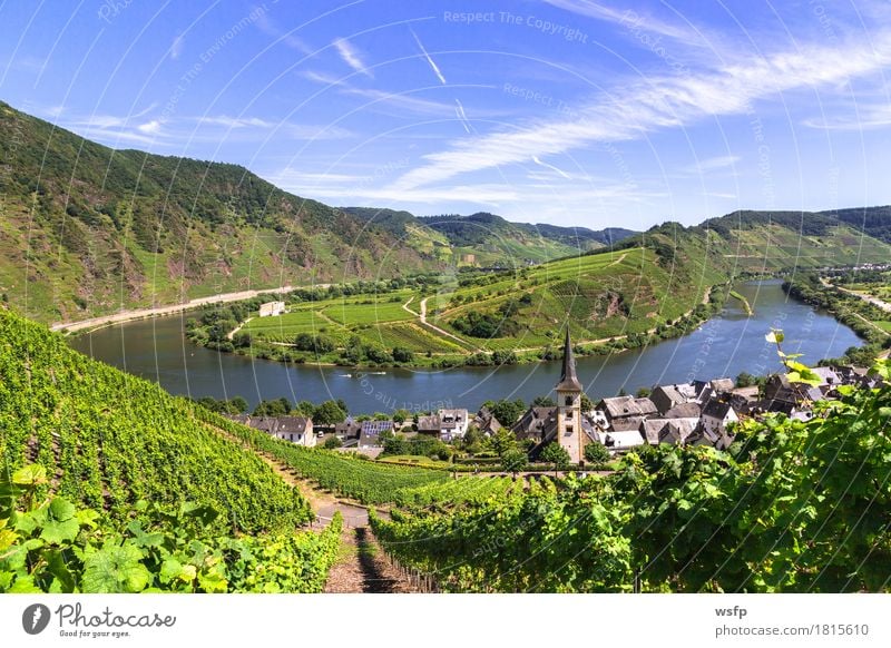 Blick auf Bremm an der Mosel mit Moselschleife Sommer Fluss Idylle Moseltal bremm calmont mosel moselschleife Weintrauben Eifel Rheinland-Pfalz Weinbau Weinberg