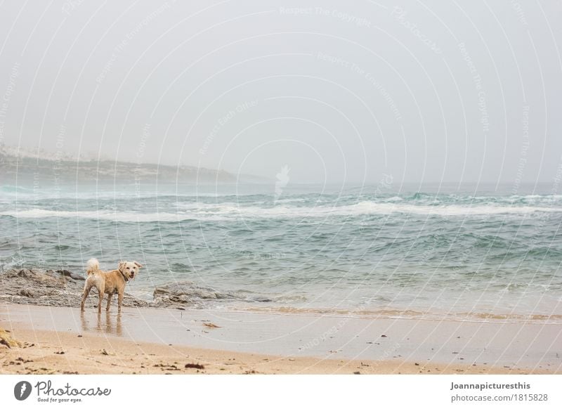 Hund am Strand Ferien & Urlaub & Reisen Ausflug Abenteuer Freiheit Meer Wellen Landschaft Wasser Herbst Winter schlechtes Wetter Sturm Nebel Regen Atlantik Tier