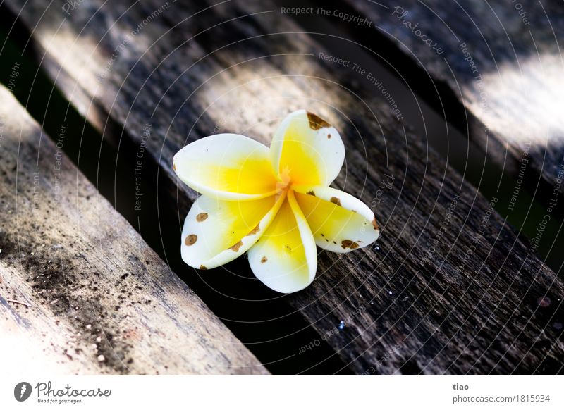 Blüte im Schatten Umwelt Pflanze Sommer exotisch Holz berühren Blühend Duft entdecken Erholung genießen leuchten Ferien & Urlaub & Reisen verblüht dehydrieren