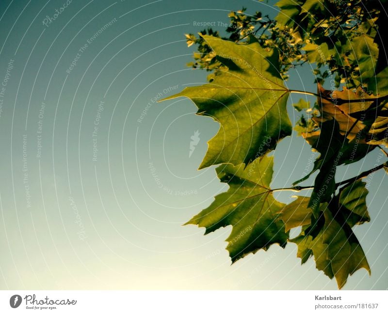 geblatt. Design Leben harmonisch Sinnesorgane Erholung ruhig Duft Erntedankfest Natur Himmel Wolkenloser Himmel Sonnenlicht Herbst Baum Blatt Park hängen blau