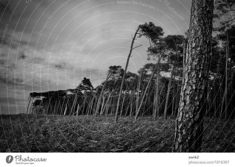 Auf die krumme Tour Umwelt Natur Landschaft Pflanze Wolken Herbst schlechtes Wetter Wind Sturm Baum Wildpflanze Nadelwald Windflüchter Wald Ostsee Weststrand