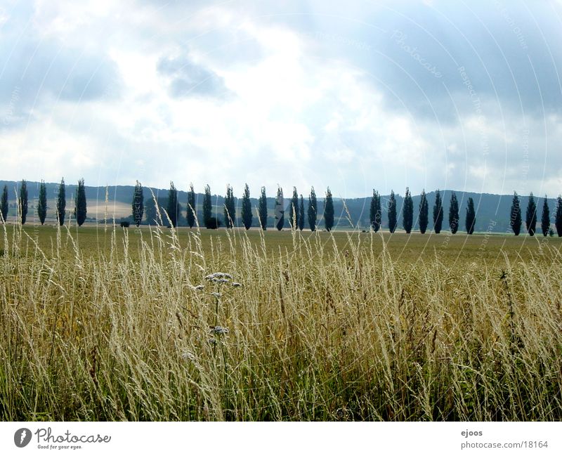 Weizenfeld Feld Baum Panorama (Aussicht) Natur Landschaft groß