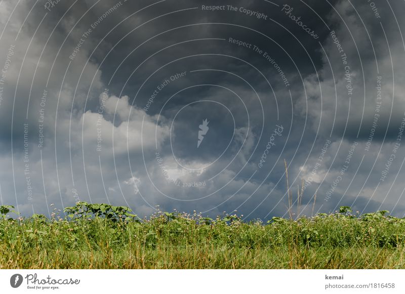 Zusammengebraut Abenteuer Umwelt Natur Landschaft Urelemente Himmel Wolken Gewitterwolken Herbst Wetter schlechtes Wetter Unwetter Sturm Pflanze Grünpflanze