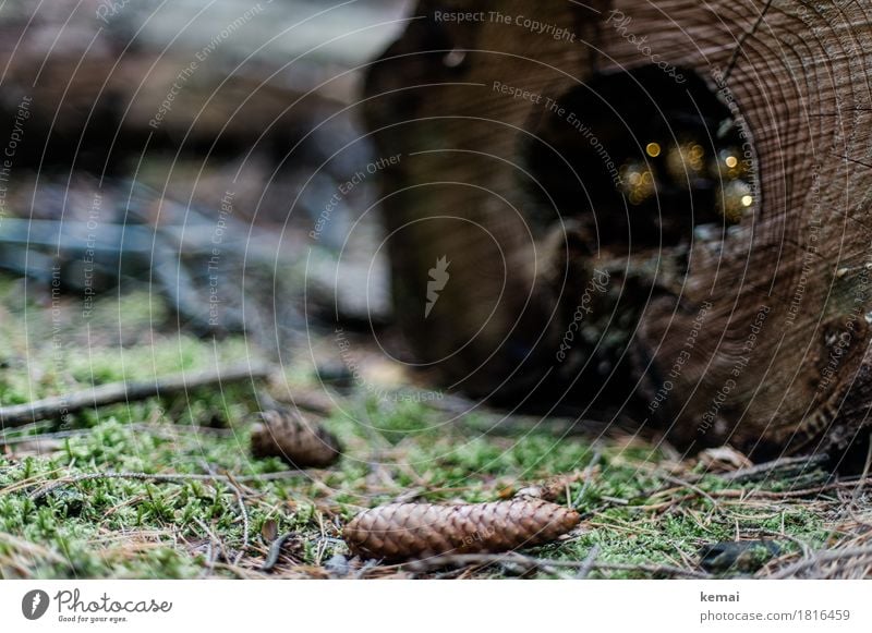 Zapfen harmonisch Wohlgefühl Sinnesorgane Erholung ruhig Umwelt Natur Pflanze Herbst Baumstamm Baumstumpf Moos Moosteppich Reisig Wald leuchten liegen braun