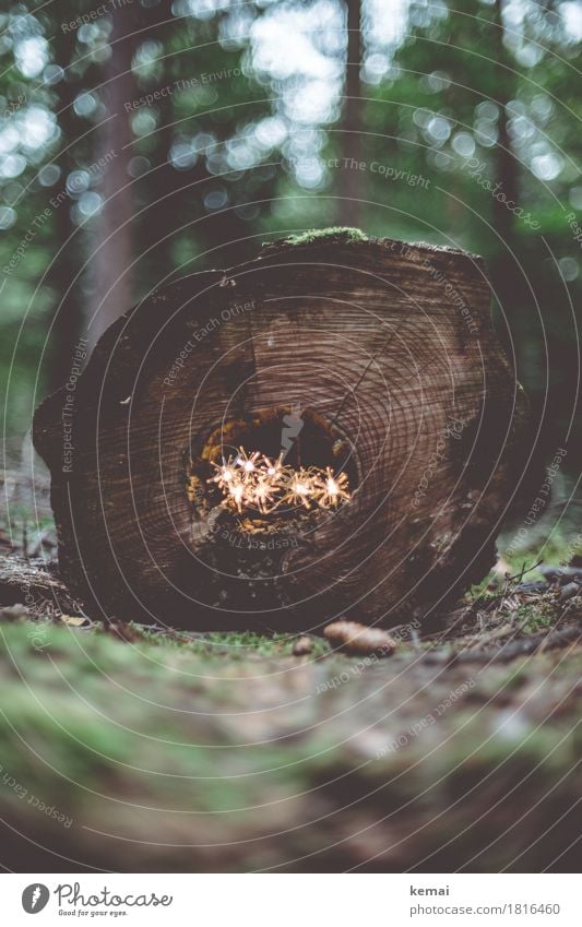 Gelichter Weihnachten & Advent Umwelt Natur Pflanze Herbst Winter Baum Grünpflanze Baumstamm Jahresringe Totholz Baumstumpf Waldboden Zapfen