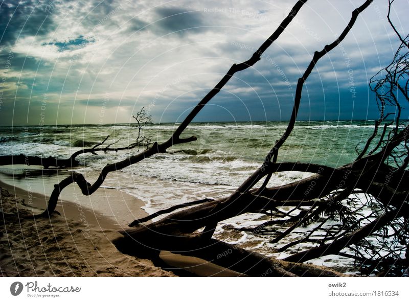 Sturmschäden Ferien & Urlaub & Reisen Tourismus Umwelt Natur Landschaft Pflanze Wasser Himmel Wolken Horizont Klima Schönes Wetter Wind Baum Wildpflanze Ast