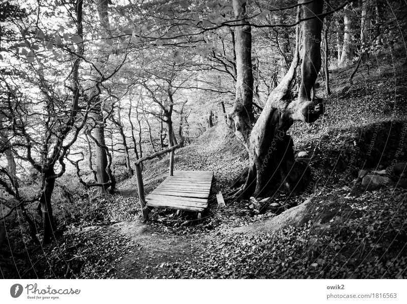 Eingebettet Umwelt Natur Landschaft Pflanze Herbst Klima Schönes Wetter Baum Ast Zweige u. Äste Wald Holz einfach Verantwortung achtsam gewissenhaft bescheiden