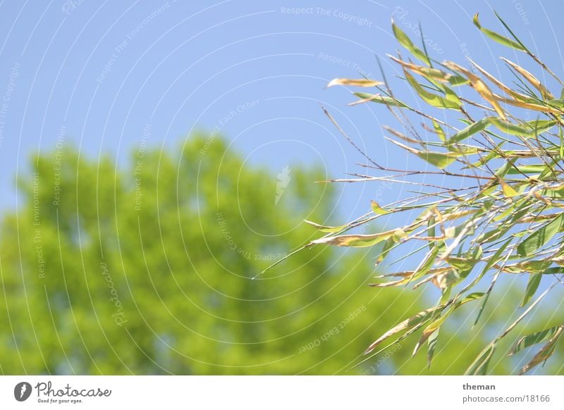 Bambus vor Eiche Baum Blatt Bambusrohr