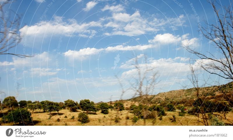 sardische*schimmer Farbfoto Außenaufnahme Menschenleer Tag Licht Sonnenlicht Weitwinkel Umwelt Natur Landschaft Pflanze Himmel Wolken Schönes Wetter Baum Gras