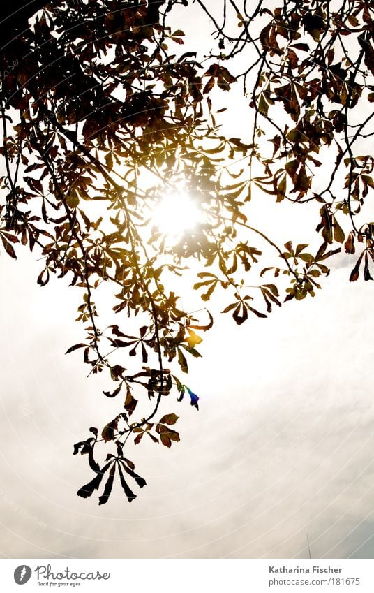 Lichtblick Natur Himmel Sonnenlicht Herbst Blatt braun grün weiß Blätterdach Sonnentag Lichtspiel Lichteinfall Ast Wärme Hoffnung Farbfoto Außenaufnahme