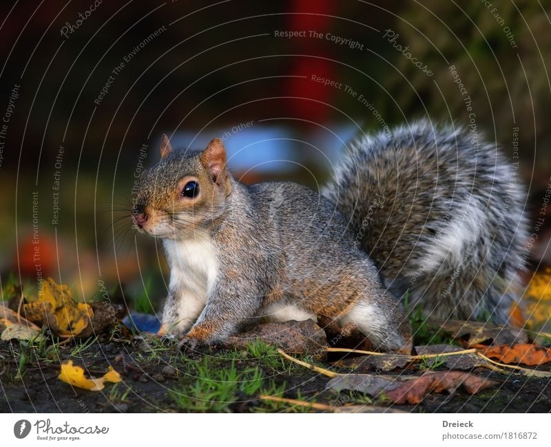 Grauhörnchen Tier Wildtier Tiergesicht Fell Eichhörnchen Nagetiere 1 niedlich braun mehrfarbig grau silber weiß Farbfoto Außenaufnahme Tag