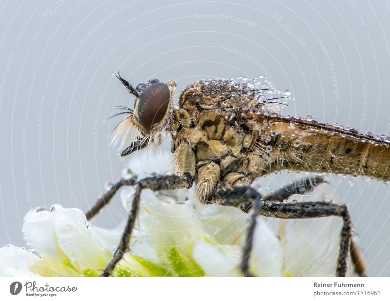 Raubfliege im Morgentau Natur Pflanze Tier Fliege "Raubfliege Insekt" 1 sitzen warten gruselig "Blüte Tau Räuber Raubtier" Farbfoto Außenaufnahme Nahaufnahme