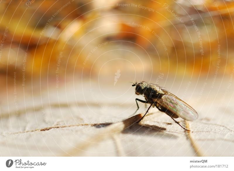 Steven Fly Goes Public. Farbfoto Gedeckte Farben mehrfarbig Außenaufnahme Nahaufnahme Detailaufnahme Makroaufnahme Experiment abstrakt Muster