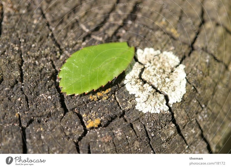 Gedeih und Verderb Blatt Rosenblätter Holz Pilz Palisade Kontrast