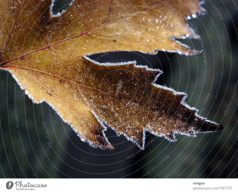 frostig Farbfoto Außenaufnahme Nahaufnahme Menschenleer Morgen Licht Schatten Pflanze Urelemente Sonnenlicht Herbst Winter Eis Frost Blatt Park alt frieren