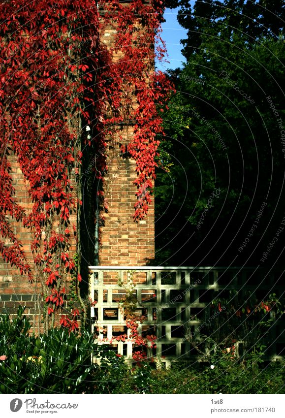 Rotwein Außenaufnahme Tag Weitwinkel Pflanze Herbst Grünpflanze Wildpflanze Kletterpflanzen Wein Hildesheim Deutschland Dorf Kleinstadt Altstadt Haus Traumhaus