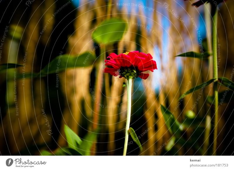 Rote Blume Umwelt Natur Pflanze Sonnenlicht Sommer Schönes Wetter Gras Sträucher Blüte Park Wiese Feld Blühend ästhetisch Fröhlichkeit frisch schön positiv