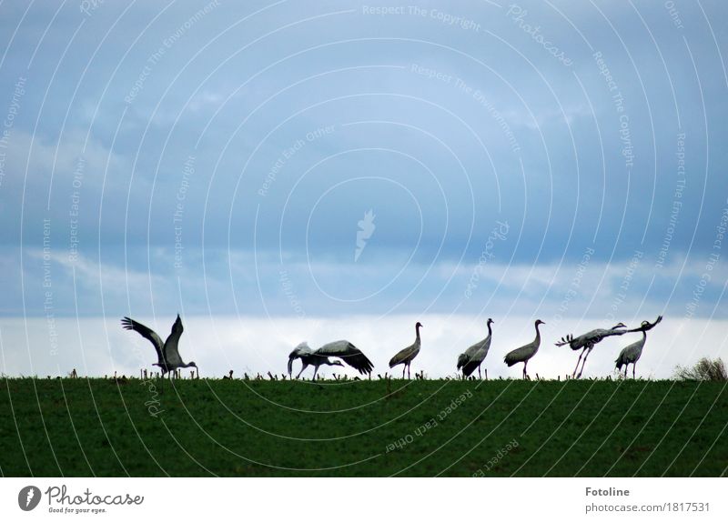 Starterlaubnis erteilt Umwelt Natur Pflanze Tier Himmel Wolken Gras Feld Wildtier Vogel Flügel Tiergruppe Schwarm ästhetisch frei natürlich grau grün Kranich