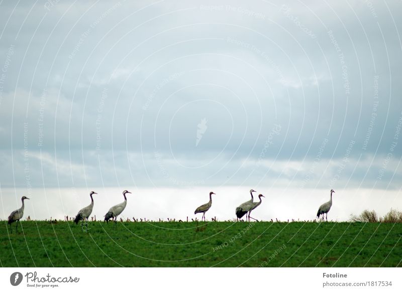 Demonstration Umwelt Natur Landschaft Pflanze Tier Himmel Wolken Horizont Herbst Gras Feld Wildtier Vogel Tiergruppe Schwarm ästhetisch Ferne frei groß