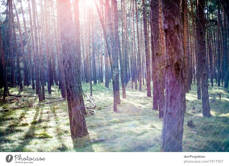 Sonnenlicht im Kiefernwald Ferien & Urlaub & Reisen Tourismus Ausflug Abenteuer Ferne Expedition wandern Umwelt Natur Landschaft Pflanze Herbst Schönes Wetter