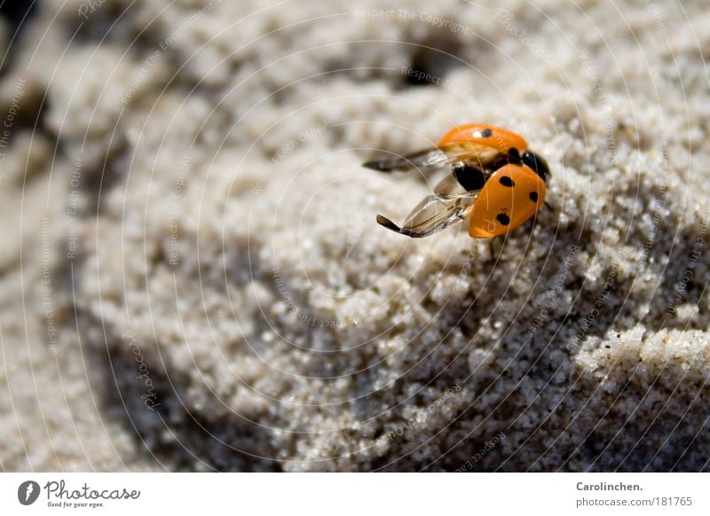 Kleine Nervensäge. Natur Sand Schönes Wetter Nordsee Tier Wildtier Käfer Flügel 1 hell klein rot schwarz Umwelt Marienkäfer Außenaufnahme Nahaufnahme Tag