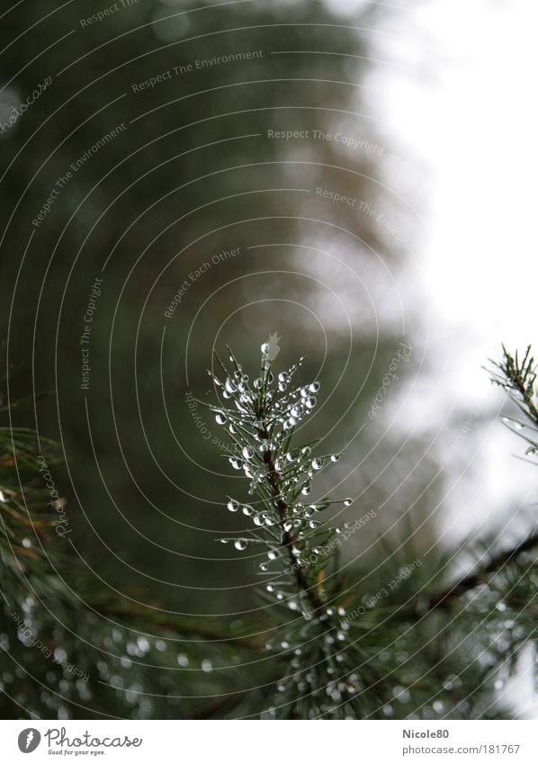 Natürlicher Baumschmuck Farbfoto Außenaufnahme Menschenleer Textfreiraum oben Tag Schwache Tiefenschärfe Umwelt Natur Pflanze Wassertropfen Wolken Herbst Regen