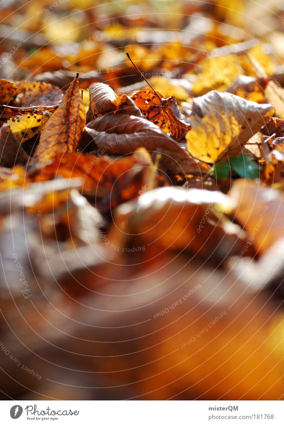 Herbstgeraschel. Farbfoto Gedeckte Farben mehrfarbig Außenaufnahme Nahaufnahme Detailaufnahme Makroaufnahme Experiment Muster Strukturen & Formen Menschenleer