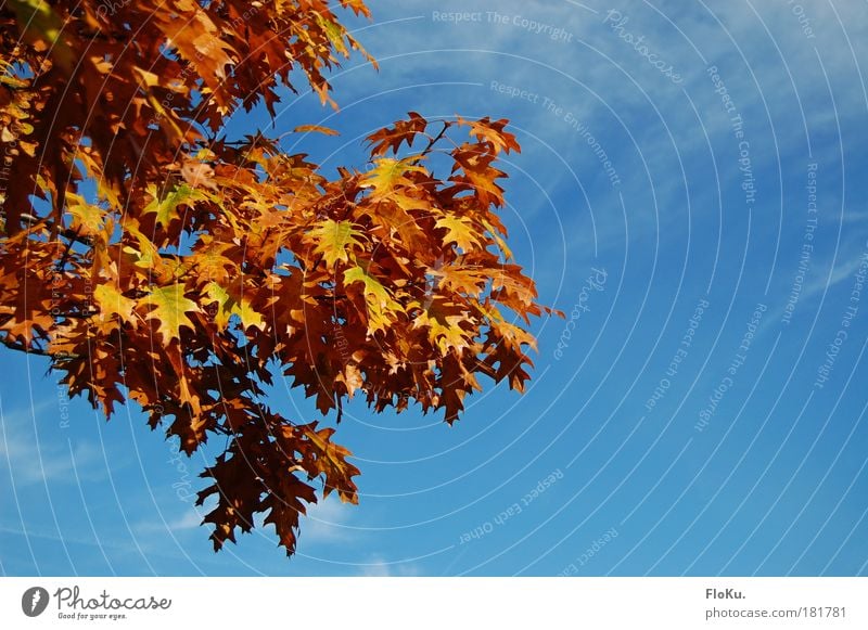 Summer moved on Farbfoto Außenaufnahme Menschenleer Textfreiraum rechts Kontrast Umwelt Natur Pflanze Himmel Herbst Schönes Wetter Baum Wärme blau gelb gold