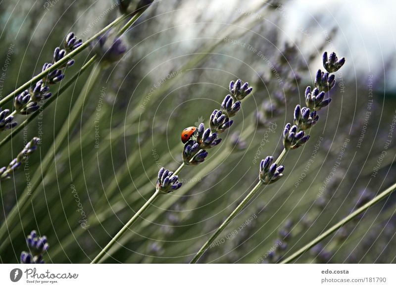 |Lady Bird. Farbfoto Außenaufnahme Makroaufnahme Menschenleer Morgen Starke Tiefenschärfe Zentralperspektive Tierporträt Natur Frühling Landschaft Wildtier