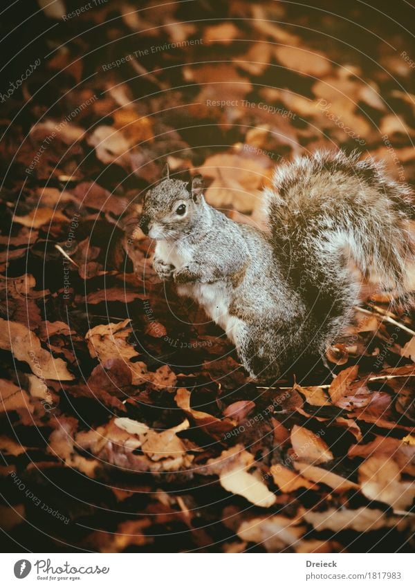 Grauhörnchen Umwelt Natur Herbst Blatt Park Wald Tier Wildtier Tiergesicht Fell Nagetiere Eichhörnchen 1 beobachten niedlich braun orange silber Farbfoto