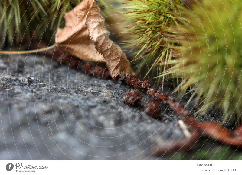 Igel Farbfoto Außenaufnahme Nahaufnahme Detailaufnahme Textfreiraum unten Umwelt Natur Pflanze Erde Herbst Baum liegen grün herbstlich Herbstlaub Blatt Granit